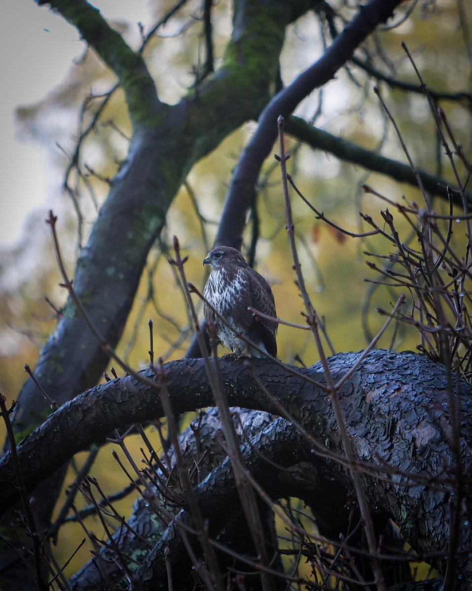 Buzzard crows and magpies #preston #lancashire