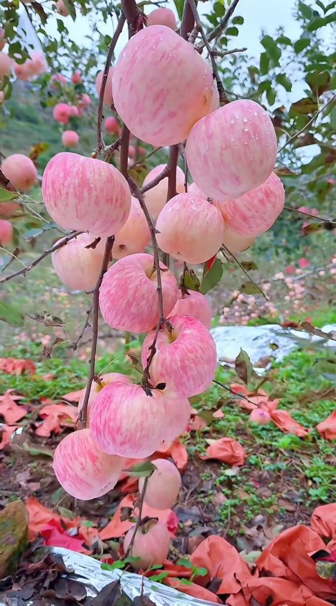 ماشاءاللہ کیا سے ہو کر کلر ہے اگر اچھا لگا ہو تو 🏔️فالو کریں سبحان اللہ اور پل کس کس کو پسند ہے 🍄جو کمنٹ میں اپنا نام اور ائی ڈی کا فالو کر
اور ایسا سیب کون سا کنٹری میں ہوتا ہے اس کا نام 🌏لکھیں اپ لوگ