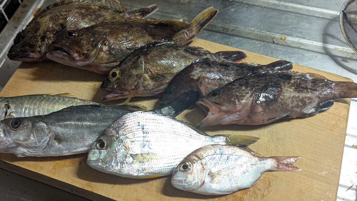 ぴのこページつる1000m♪ うえぎ@🐟🌈 on X