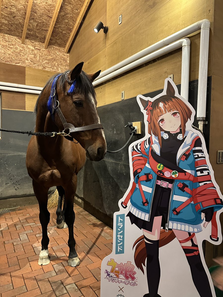 Versailles_Farm's tweet photo. “New outfit in Uma Musume?
Well then… we had to do it with the real horse too 👑”

And so—
Real-life Transcend × New Outfit, is here! 🐴✨

We are currently running a crowdfunding campaign to support our retired racehorses and create a future where they continue to shine.
Your support means the world to us. Thank you always!

👉 https://t.co/H6iFUCMxZ0

#Transcend
#UmaMusume
#RealUmaMusume
#BeyondRetirement