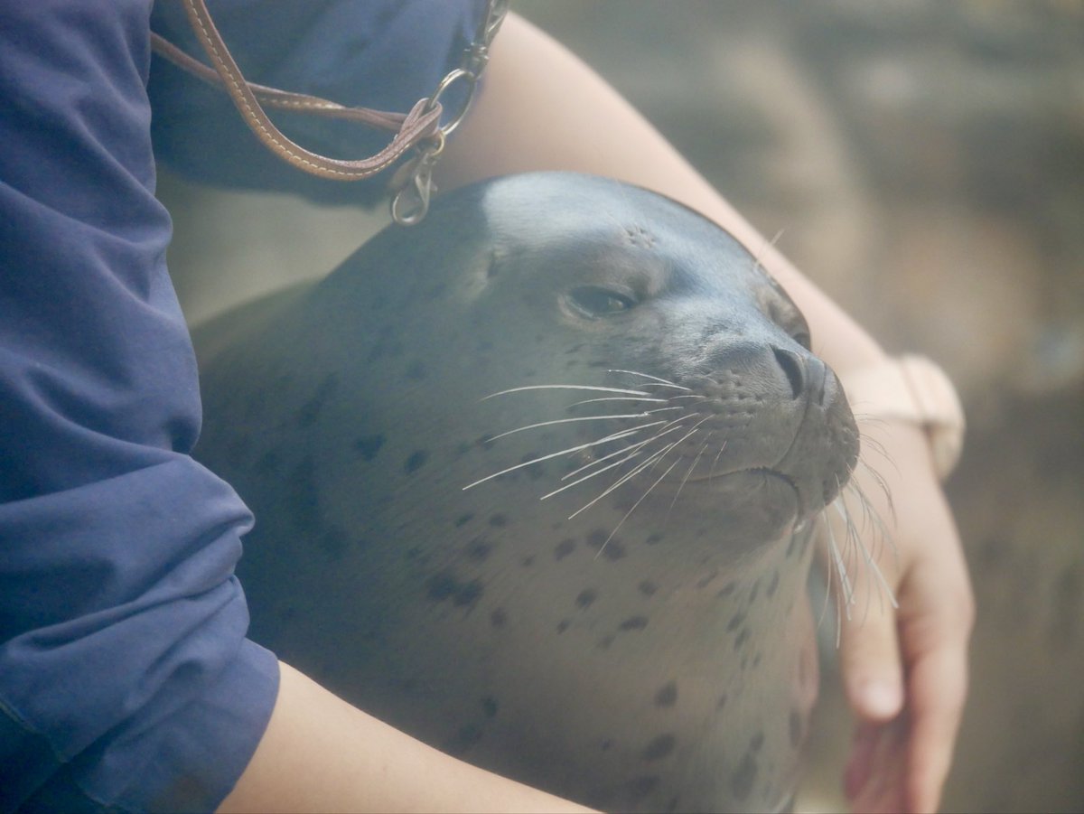 MMee_1123's tweet image. なんだかすごく心地良さそう☺

#アクアマリンふくしま
#アザラシ #seal
#だいき