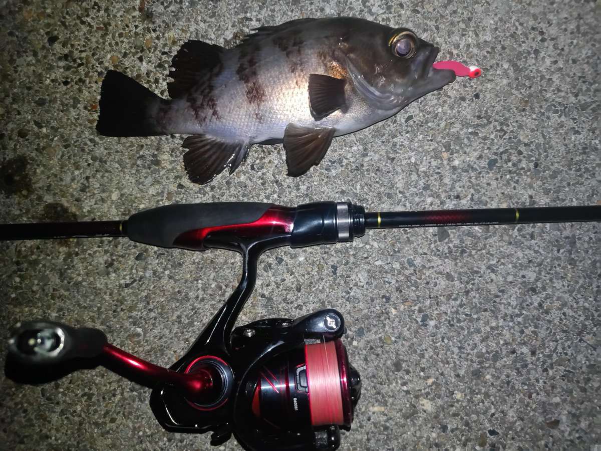 まだまだ単発でしか釣れなさそうで数はまだこれからかな
これからに期待ですね

#メバル
#メバリング
#メバリング好きな人と繋がりたい 
#釣り
#釣り好きな人と繋がりたい 
#月下美人
#ダイワ
#ビームフイッシュ
#知多半島
#知多メバル