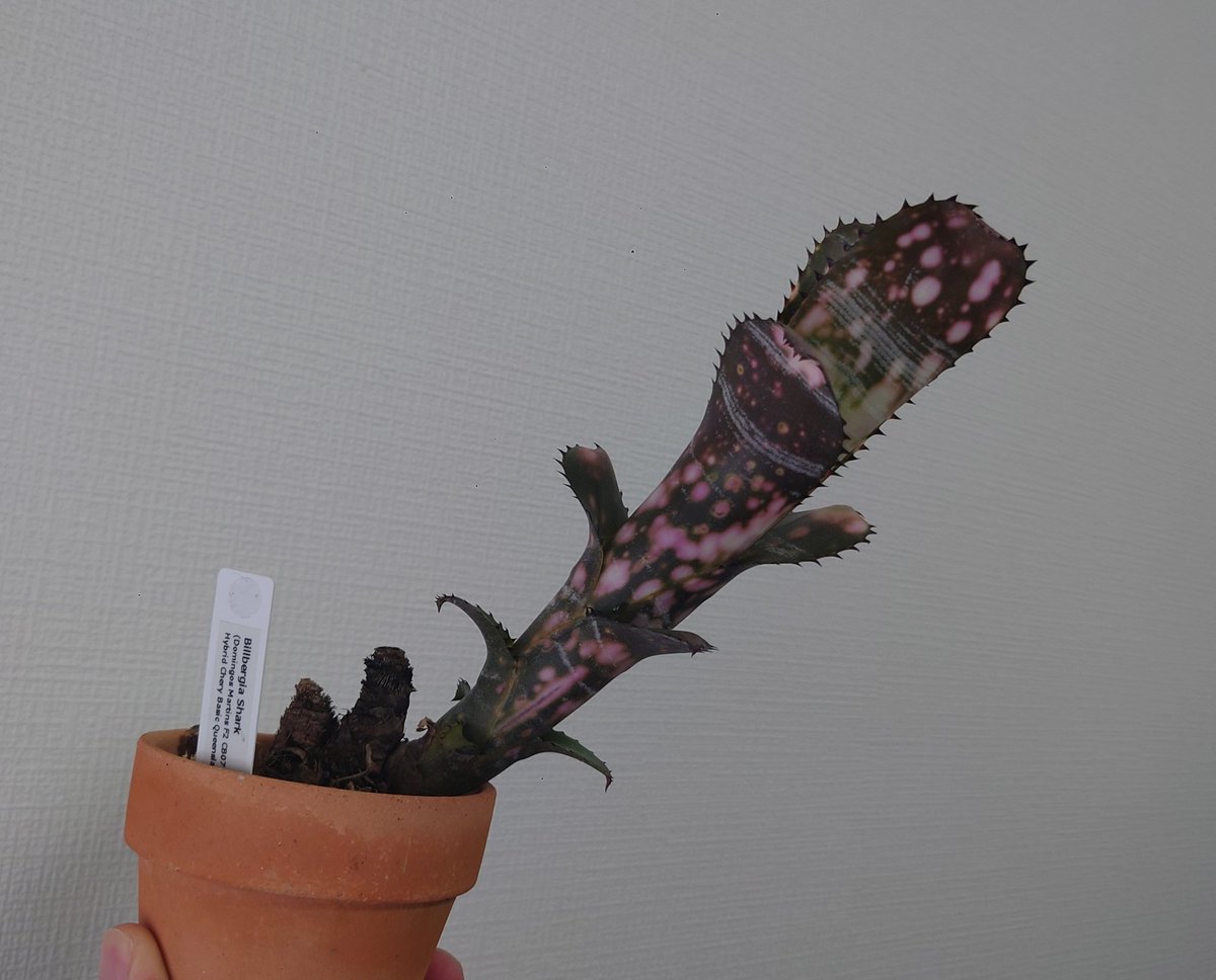 みぃこどん】Tillandsia 4点セット minamiamaliae on X