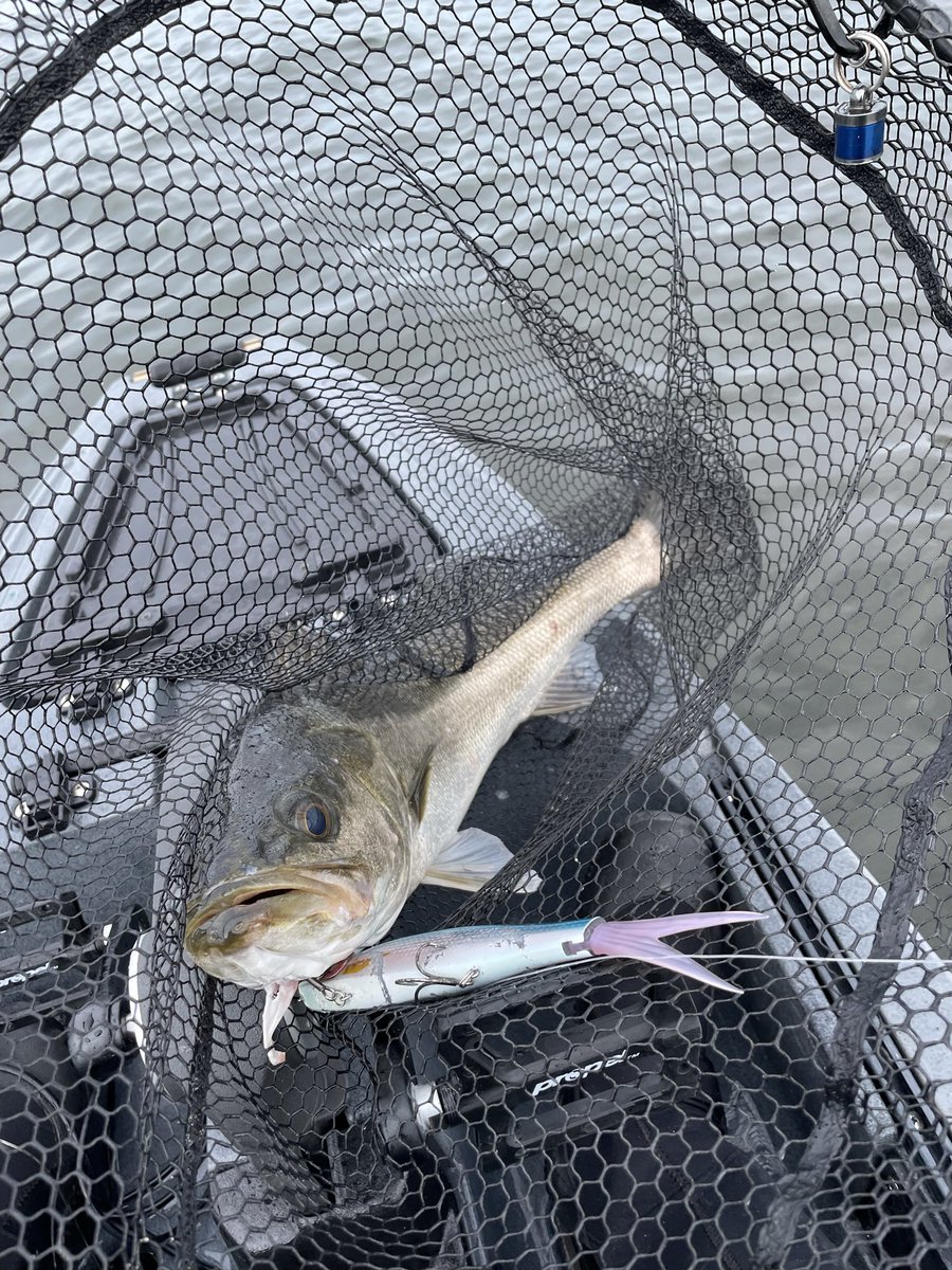 tfh1124's tweet photo. 今日は昨日よりコノシロもシーバスもめちゃくちゃ魚探に映るし、ボイルも散発してるのに何故か喰わない日でした...。
11時から風が上がる予報だったので、これで最後の流しにしようとvtジャックを巻いてるとバイトがようやく得られ、なんとかボウズは回避できました😇 https://t.co/w4w7JNmAgU
