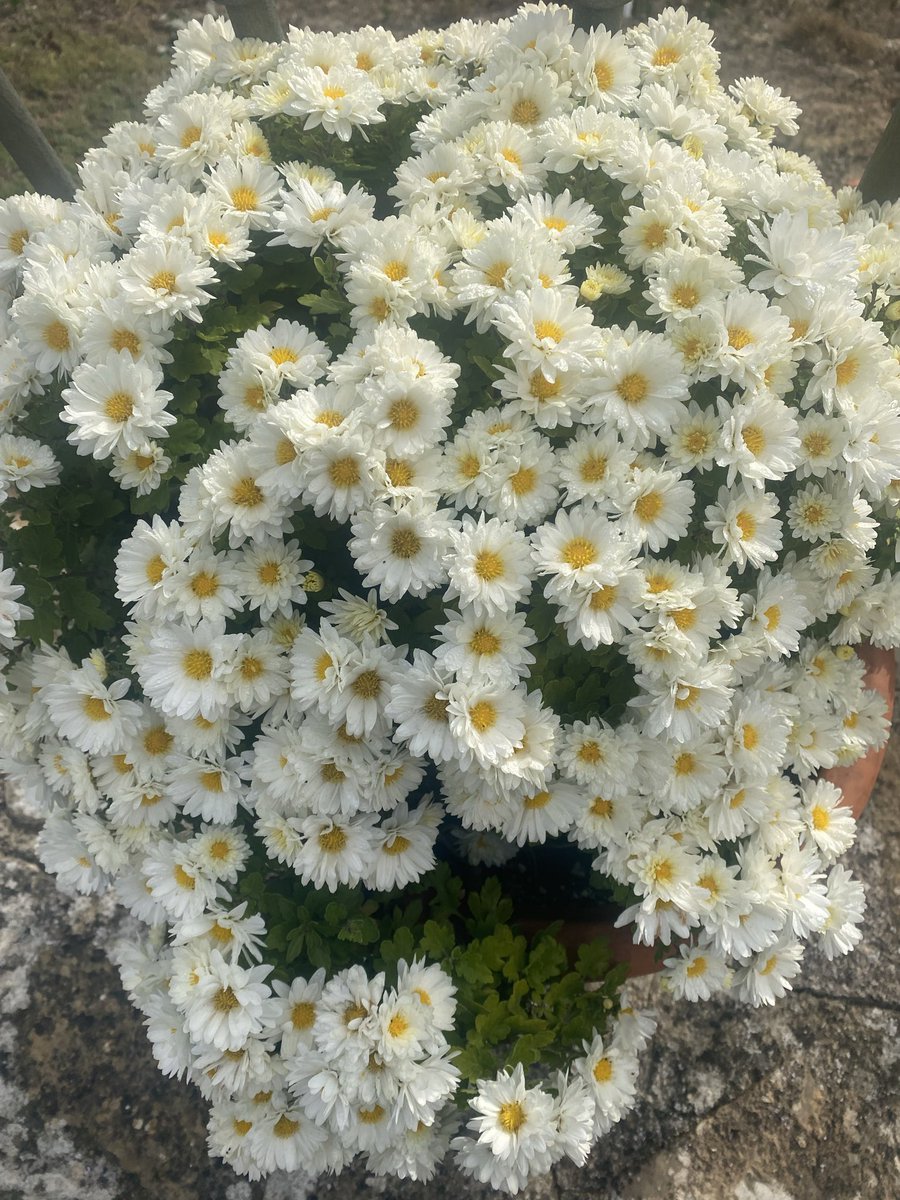 Cualquiera se pone a mirar aquí, si me quiere o no me quiere.
Le pregunto, mejor.