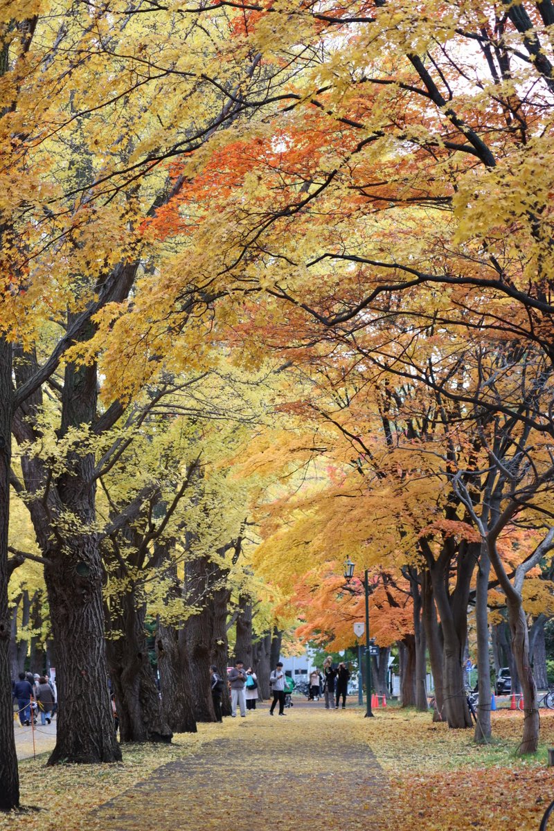 ただのパンダ好き on X