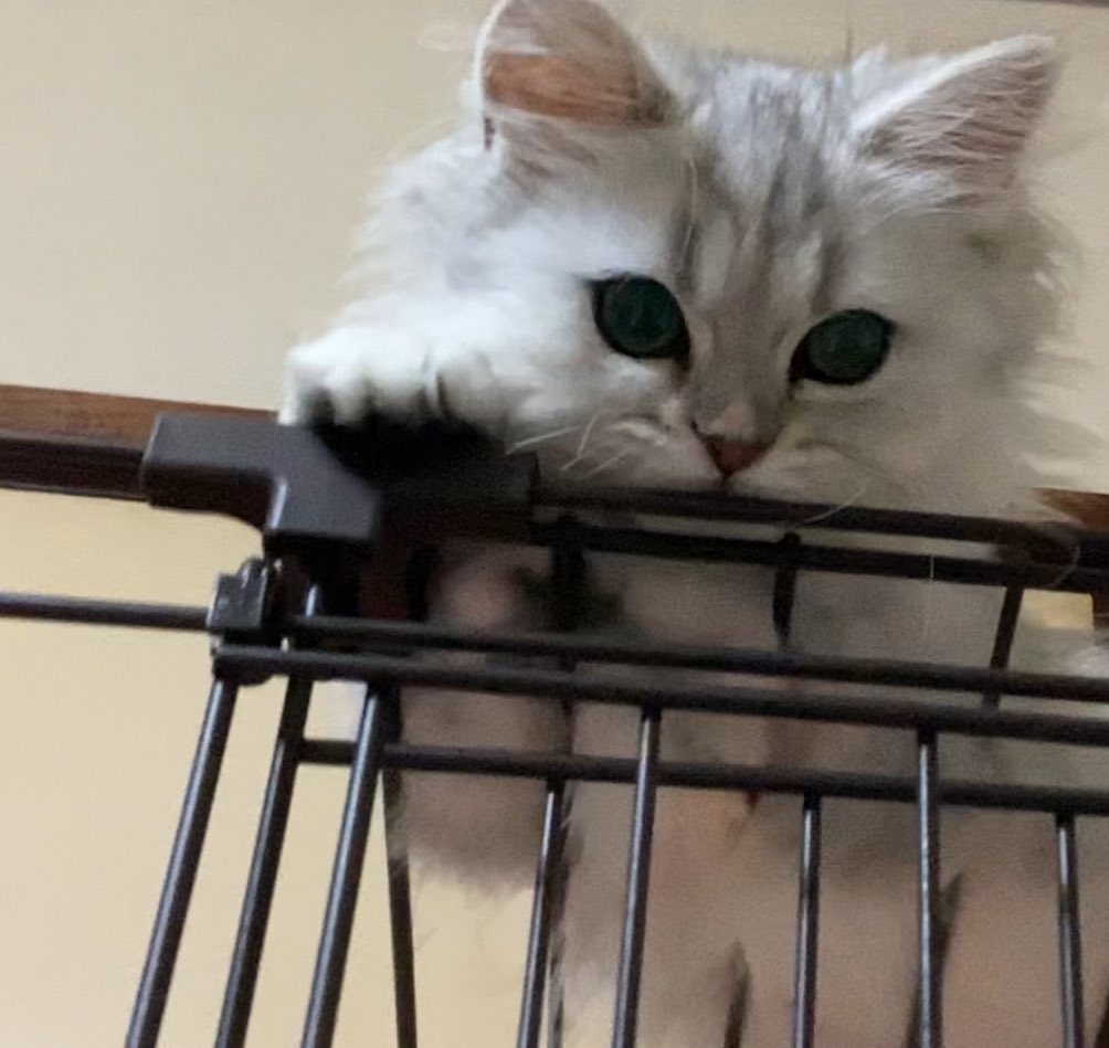 あーにゃん (@anyanz717) / Posts / X