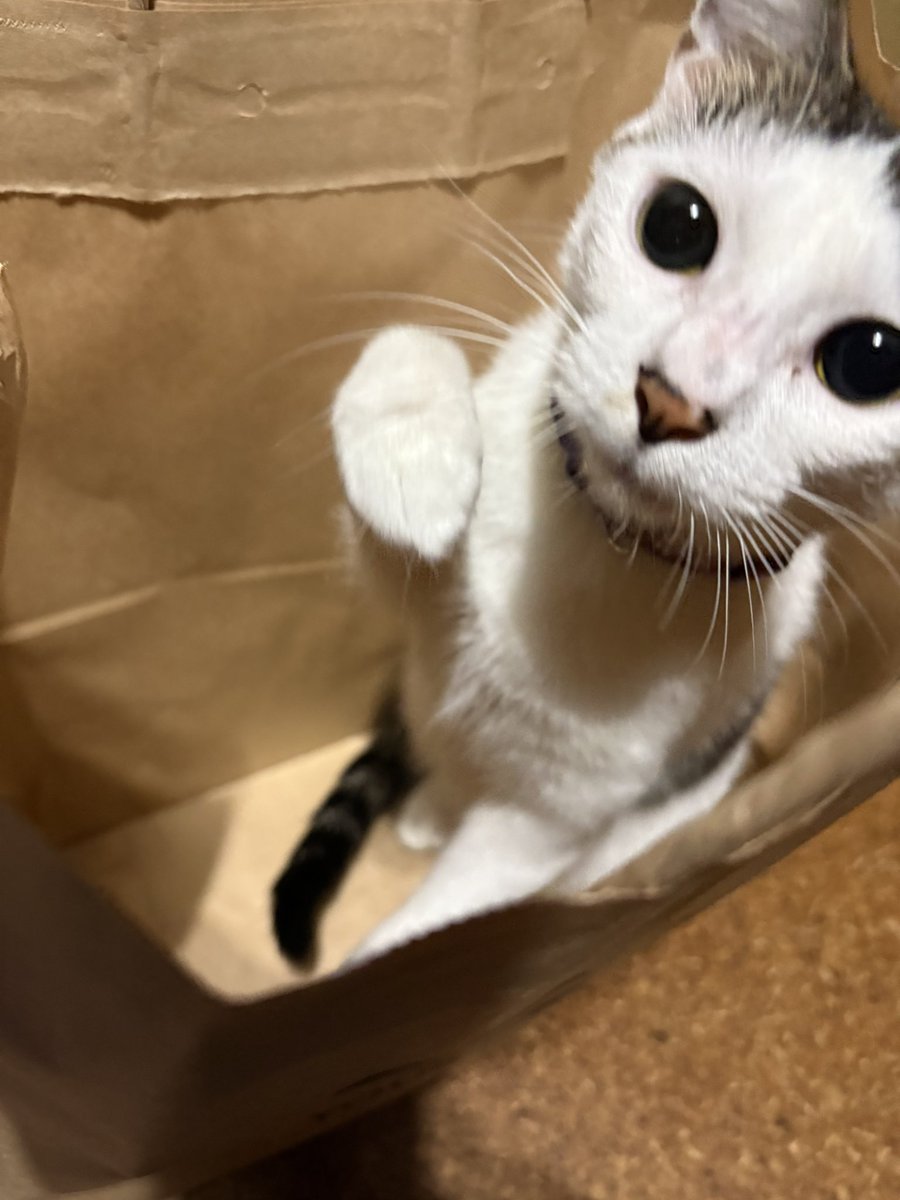 NAMALIBOUZU's tweet photo. 猫パンチ1秒前と寒がりぶりっ子上手 https://t.co/lK9mCDNinf