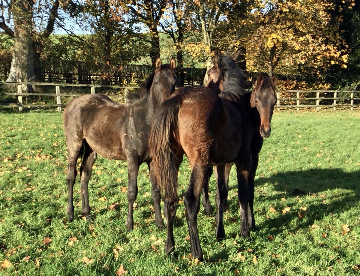 Our Jeu St Eloi colt happy to be back home with friends after days at the sale. Only positive. Tough for most.