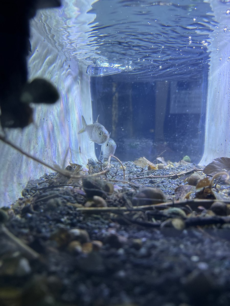 さかなページ さかなページ さかなページ】 さかな ZX太刀魚 | 株式会社