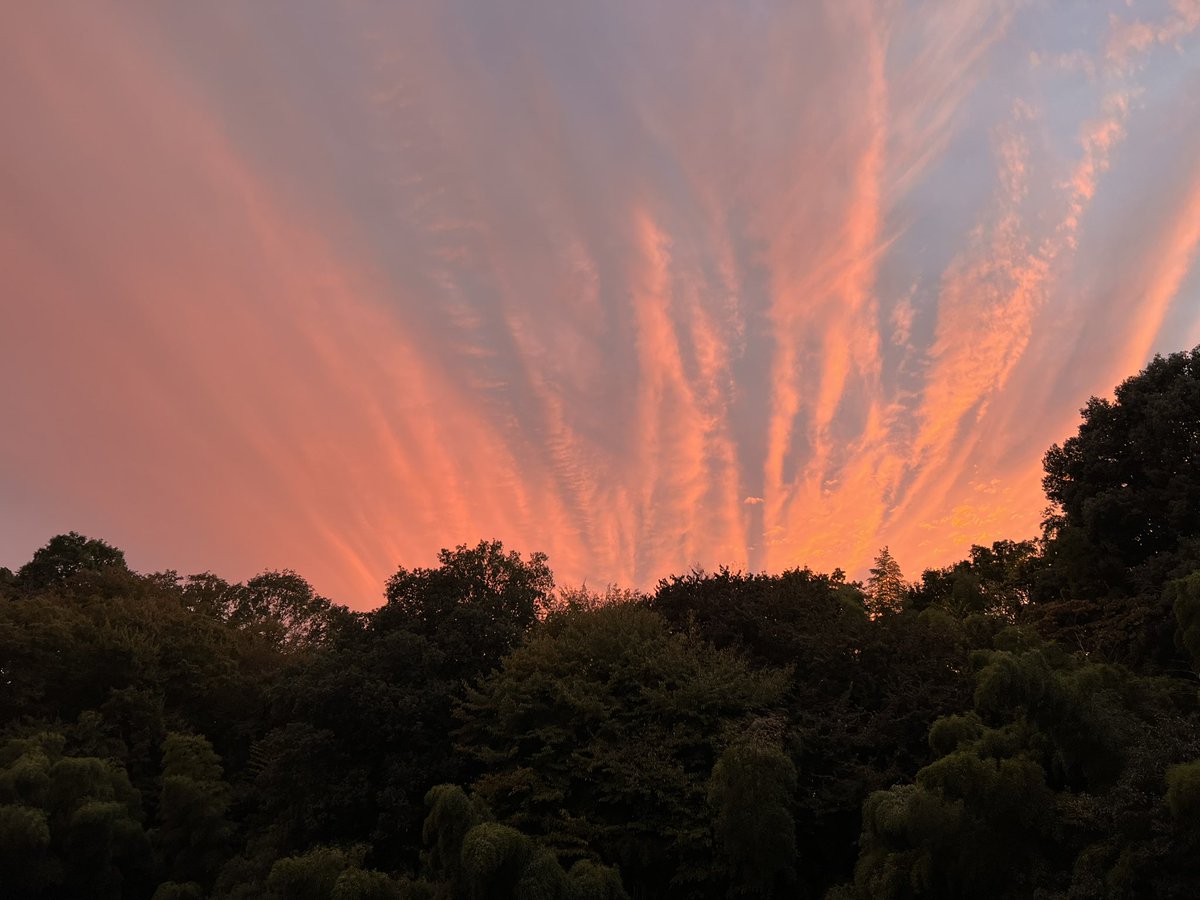 Koichi Iyoda (@locus_solus) on Twitter photo 