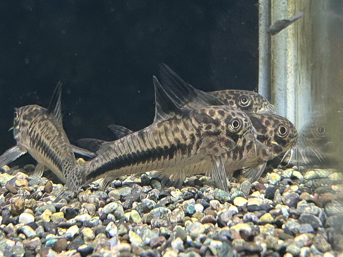 スリナムからシパルウィニィが入荷しました