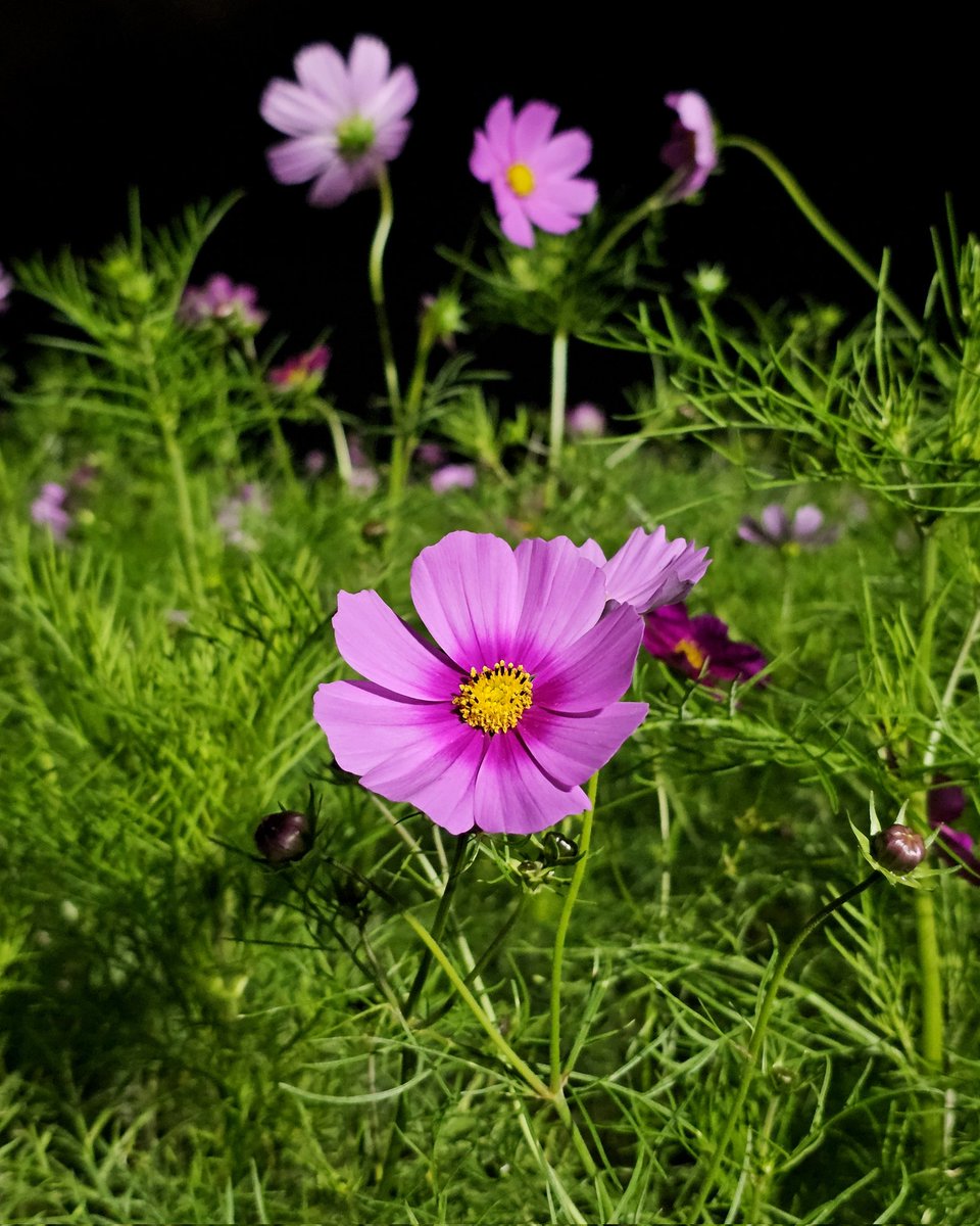 ハーベストの丘【公式】 on X