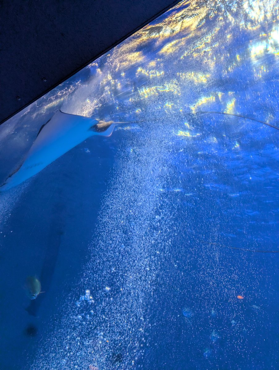 しんしん 24（本物） on X