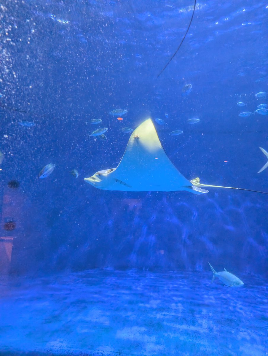 しんしん 24（本物） on X