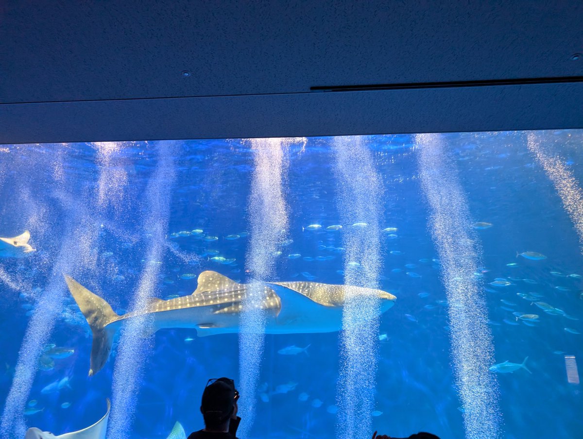 しんしん 24（本物） on X