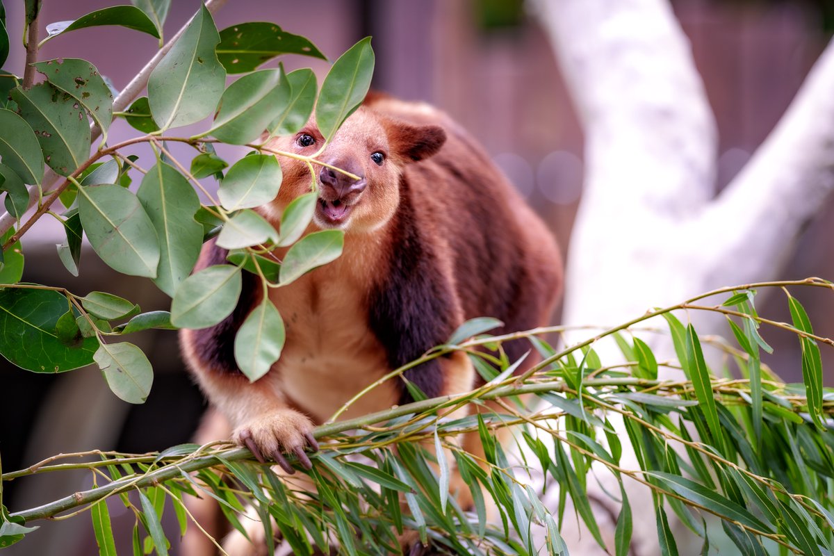 Primate Forest - 精霊たちの棲む森 A1 Futatsu no Tsuki ~Deep Into The Forest~ | BanG Dream! Wikia