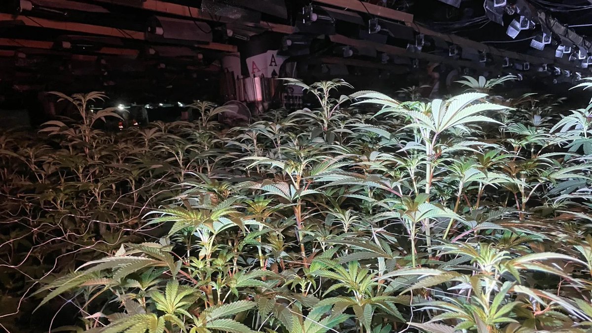 SpadepokerTV's tweet image. From cards to cannabis 
Northampton’s former Aspers Casino hid a 3-story hydroponic farm raided on Oct 30. 
Police found 7,000+ plants, bricked-up doors &amp;amp; pro gear worth estimated £3–5M/yr. 
One arrest as the probe widens. 🚓🌿
#UKNews #Poker #spadepoker
 spadepoker.tv/en/news/from-p…
