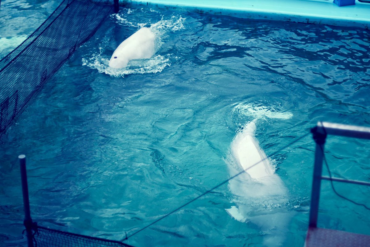 HaRuKi(ハルキ) on X