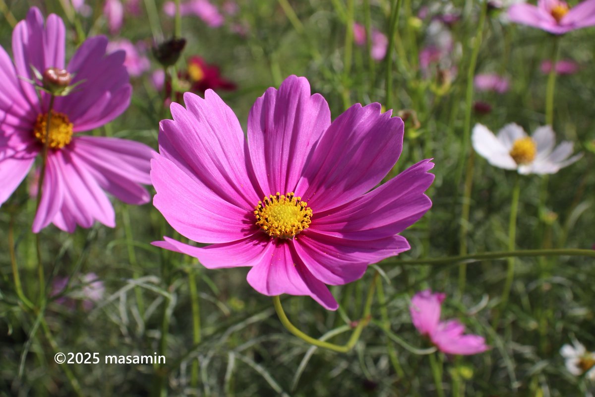 YOSA フーミン YOSA フーミン