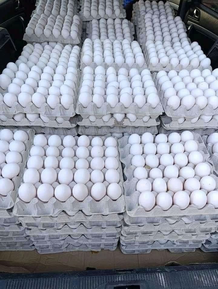 البيض من أهم عناصر التغذية للإنسان خصوصاً الأطفال، لكنه منذ 11 شهر ممنوع دخوله لغزة .

يُقال البيض ممنوع لدواعى أمنية .ويُقال إن به خاصية  الاستخدام المزدوج يعنى بينفع لصواريخ وينفع للعبوات .

هل لعنت الاحتلال اليوم ؟