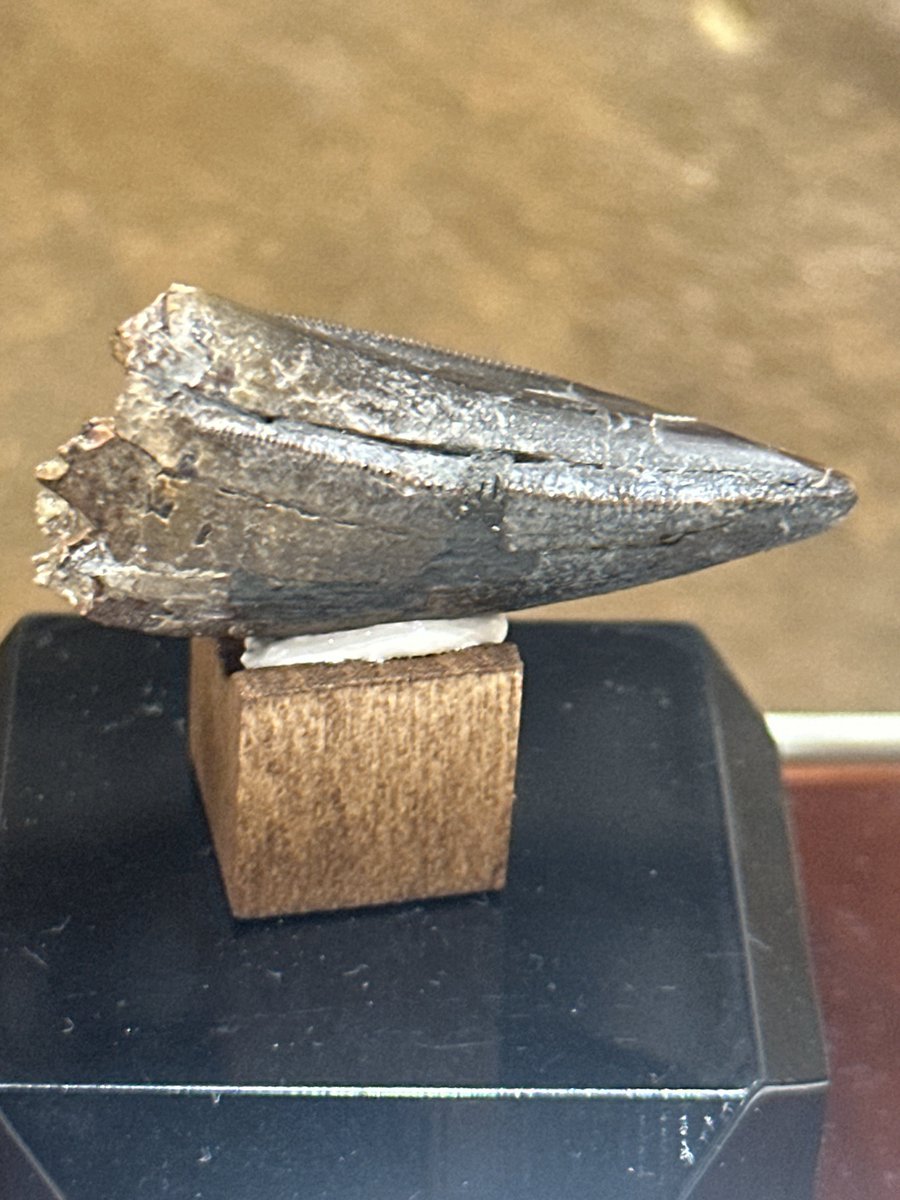 恐竜の化石　ナイフ　登録証付き 恐竜の化石 ナイフ 登録証付き