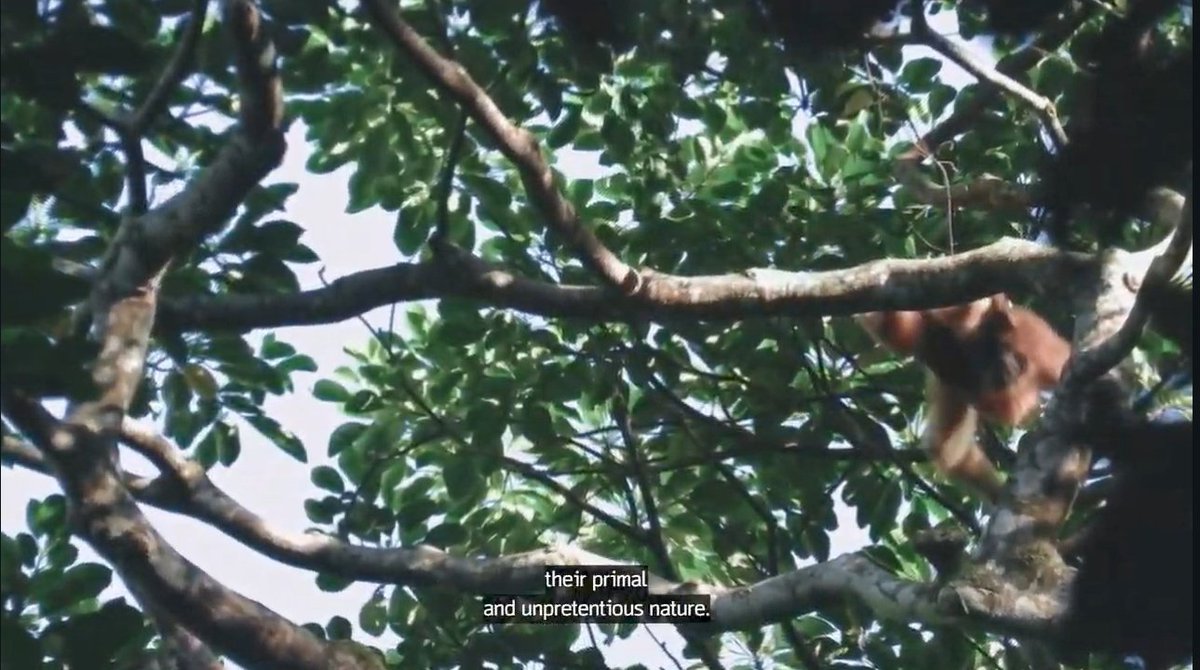 nice_guy2021's tweet photo. Cheng Er : One of the gibbons defining traits is their primal and unpretentious nature , You are the same. I sense that your innocent and authenticity is still present.
#WangYibo #WangYibo_ExploringTheUnknown
#ExploringTheUnknow #Discovery #StreamOnMax https://t.co/6Dle9YBG5F