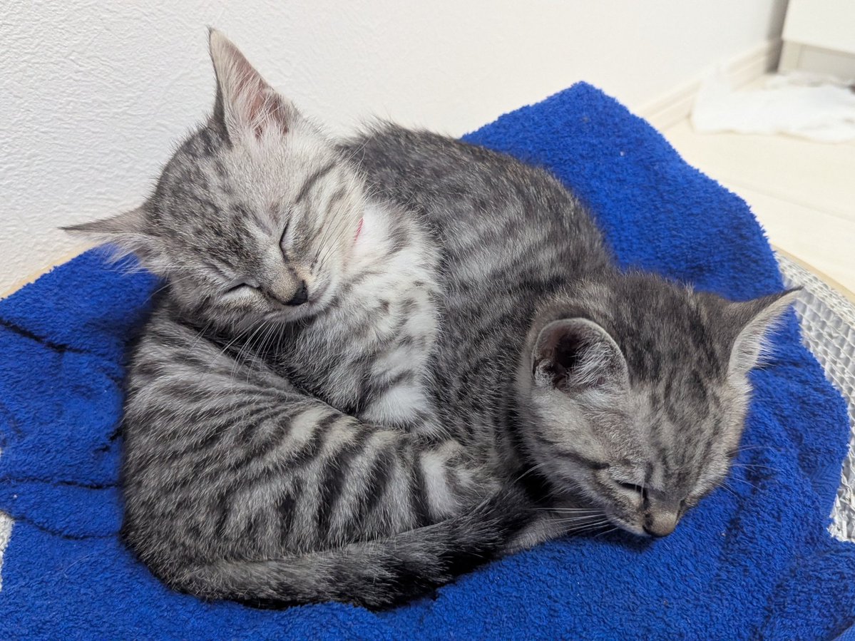 PEKO (@ab_peko) / Posts / X