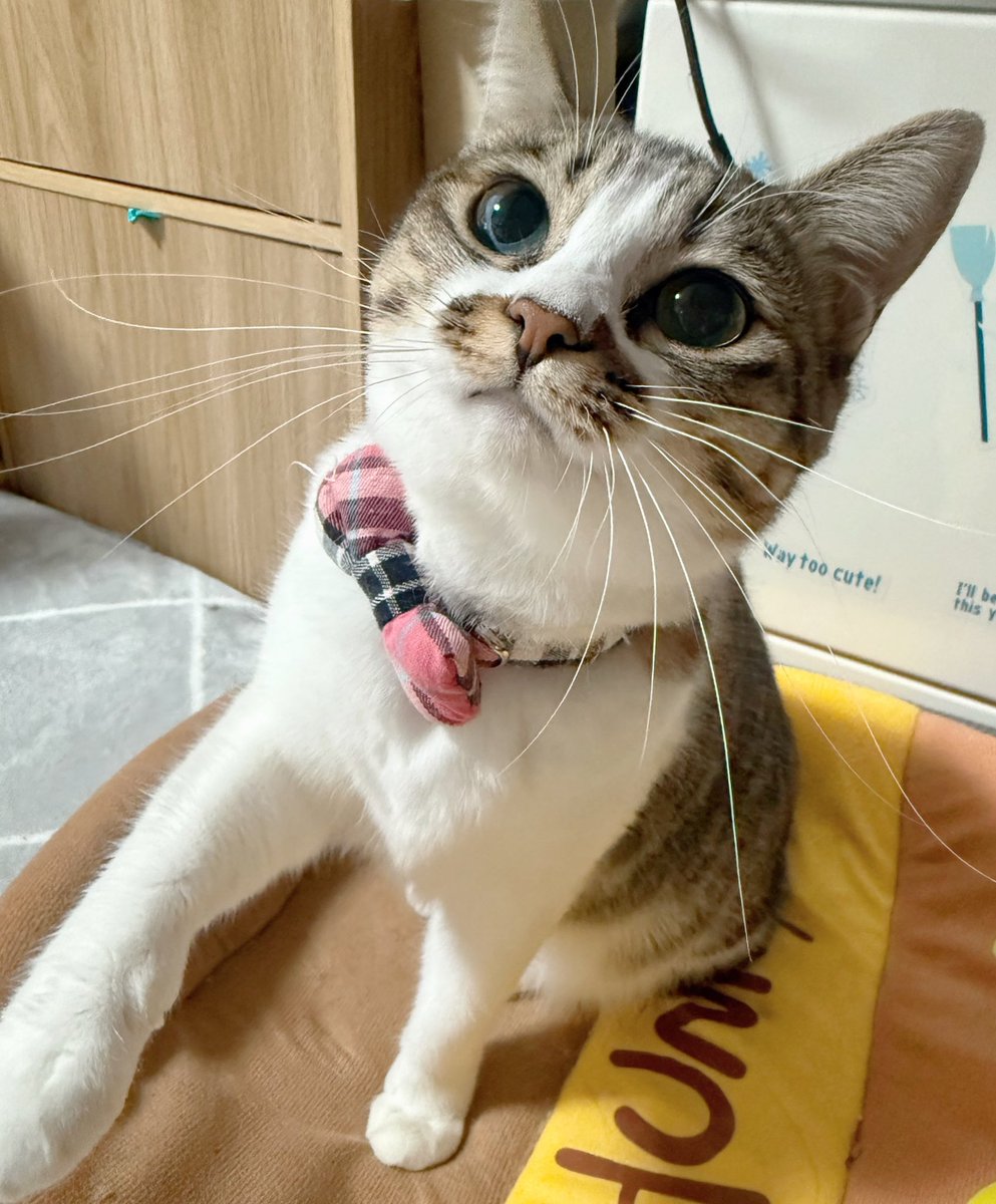 つくきな❤︎ココテテ🐈‍⬛⸒⸒⸒⸒🐾 (@tsukukina971) / Posts / X