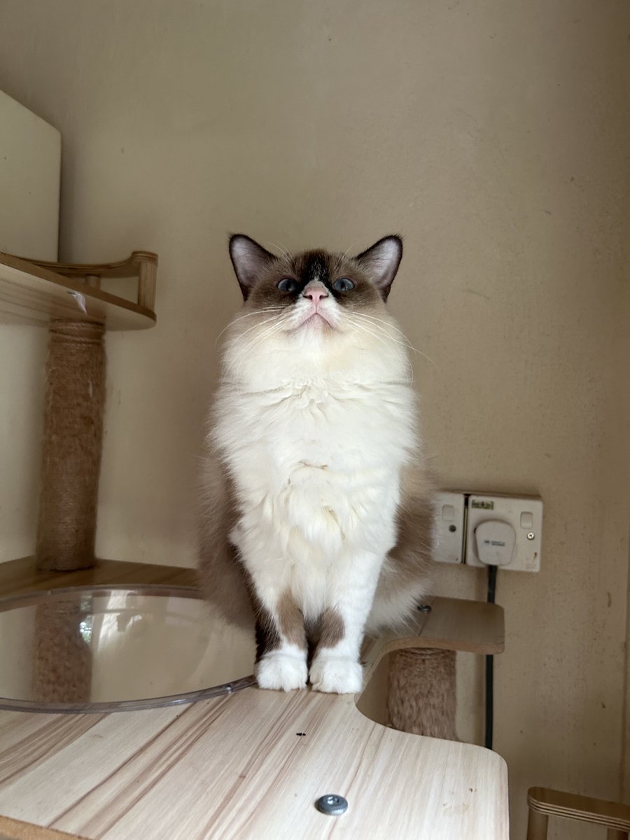 yemmeow's tweet photo. Hei kawan-kawan, tolong retweet post di bawah jap. Mak saya jual kalendar sebab nak buat rumah untuk jebon jebon tu. 

E-class dari tomi rakun https://t.co/drFfzw7zom