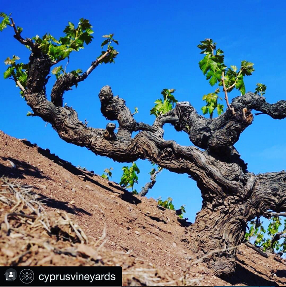 Old Vines #raresoils  - 'Less but better'
<a href="/CyprusVineyards/">Ungrafted Cyprus</a> In spirit #oldvineconference2025