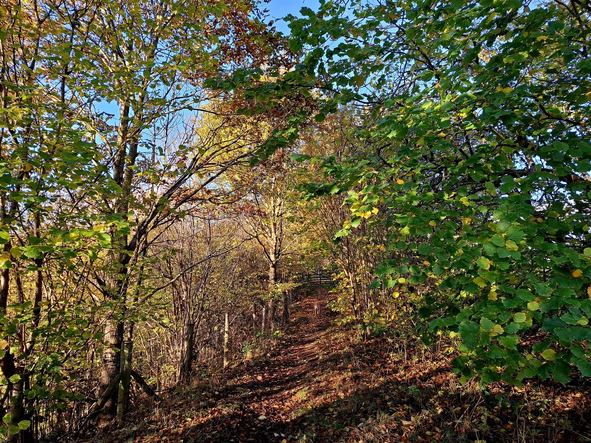 Glorious golden morning in Teesdale 
#Teesdale #November #SundayMorning