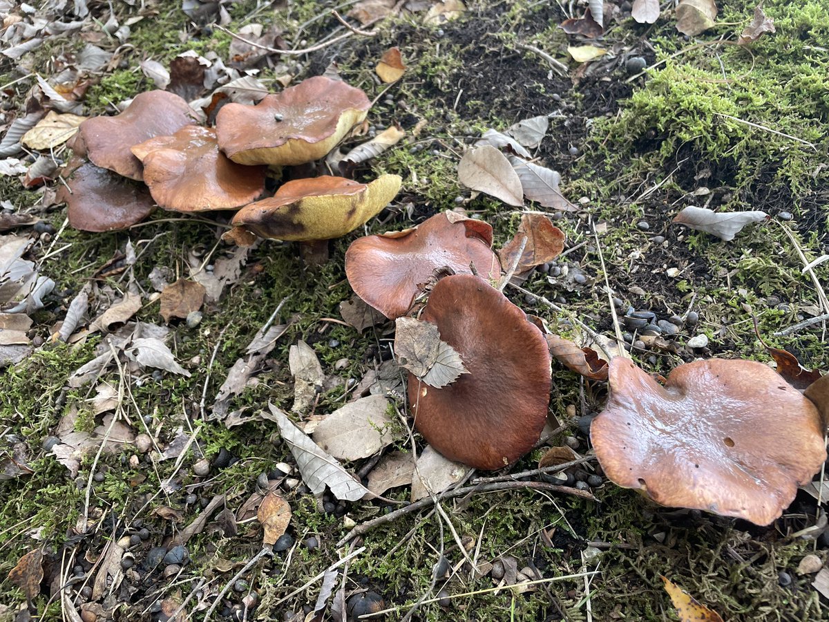 やまなか tweet media