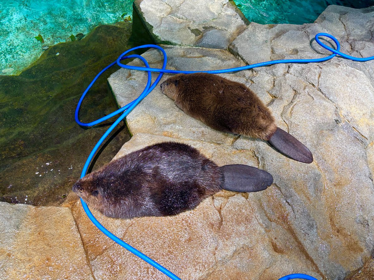 39造 (@mosa_suma_39zo) / Posts / X