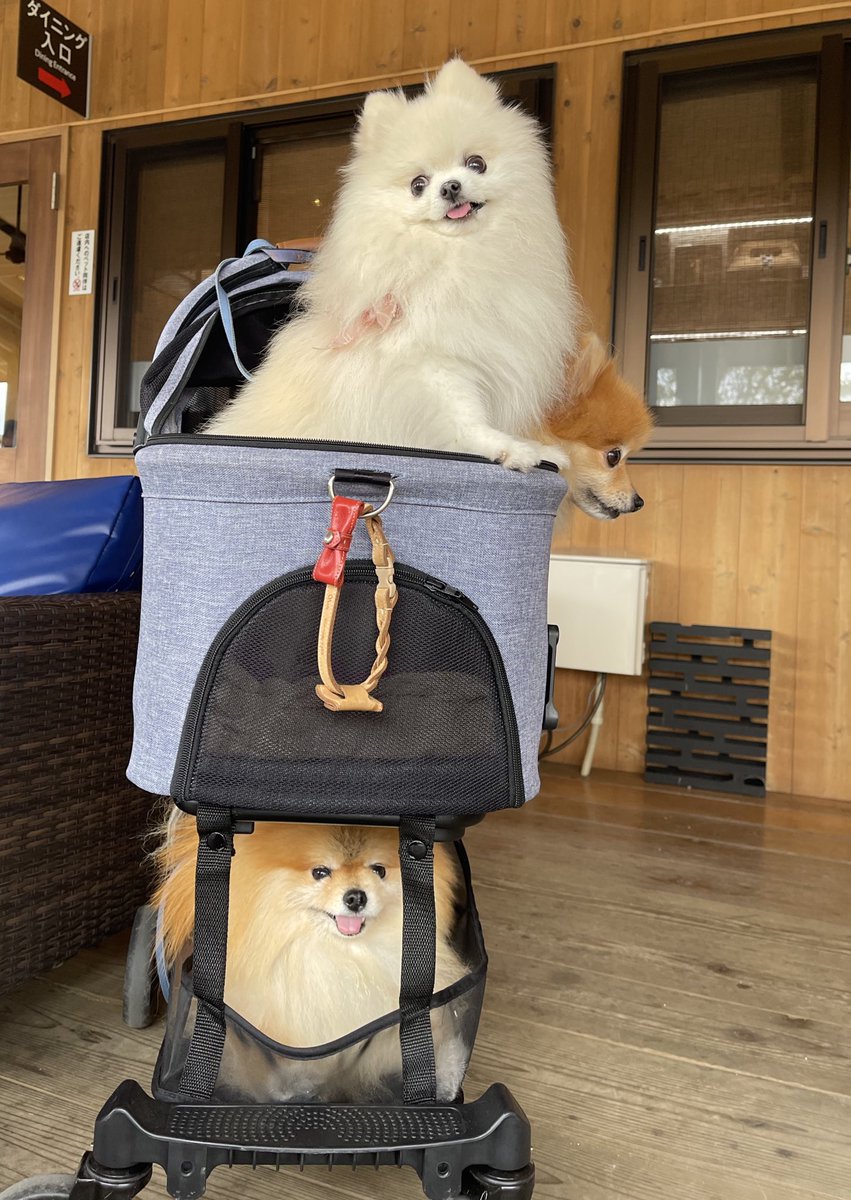 ポメラニア(3🧡🦁🤍) (@ak1toPome) / Posts / X