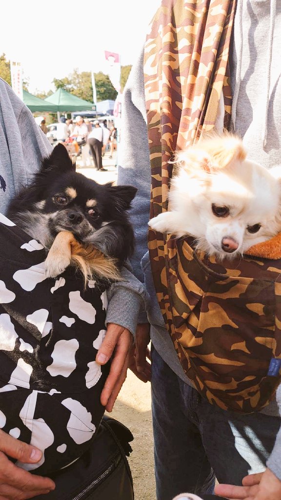 このいれるやつめっちゃ楽だ