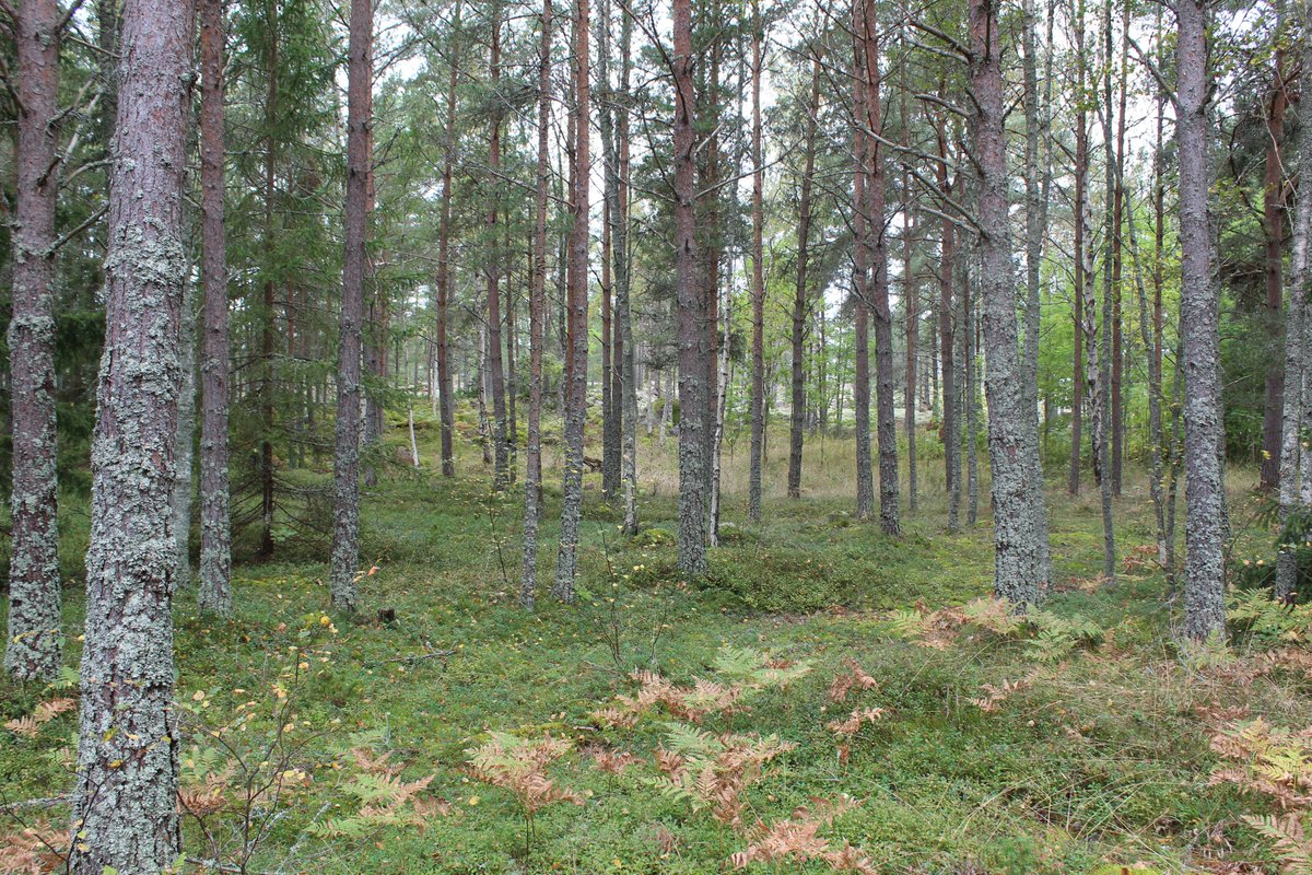 Good Morning, Everyone!

Have a serene Sunday!