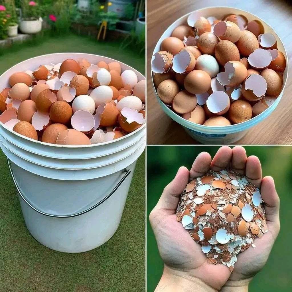 What do you know about egg shell👋