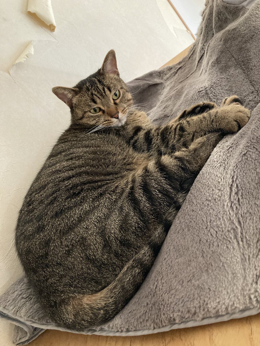 猫好きさんと繫がりたい𓏲𓎨