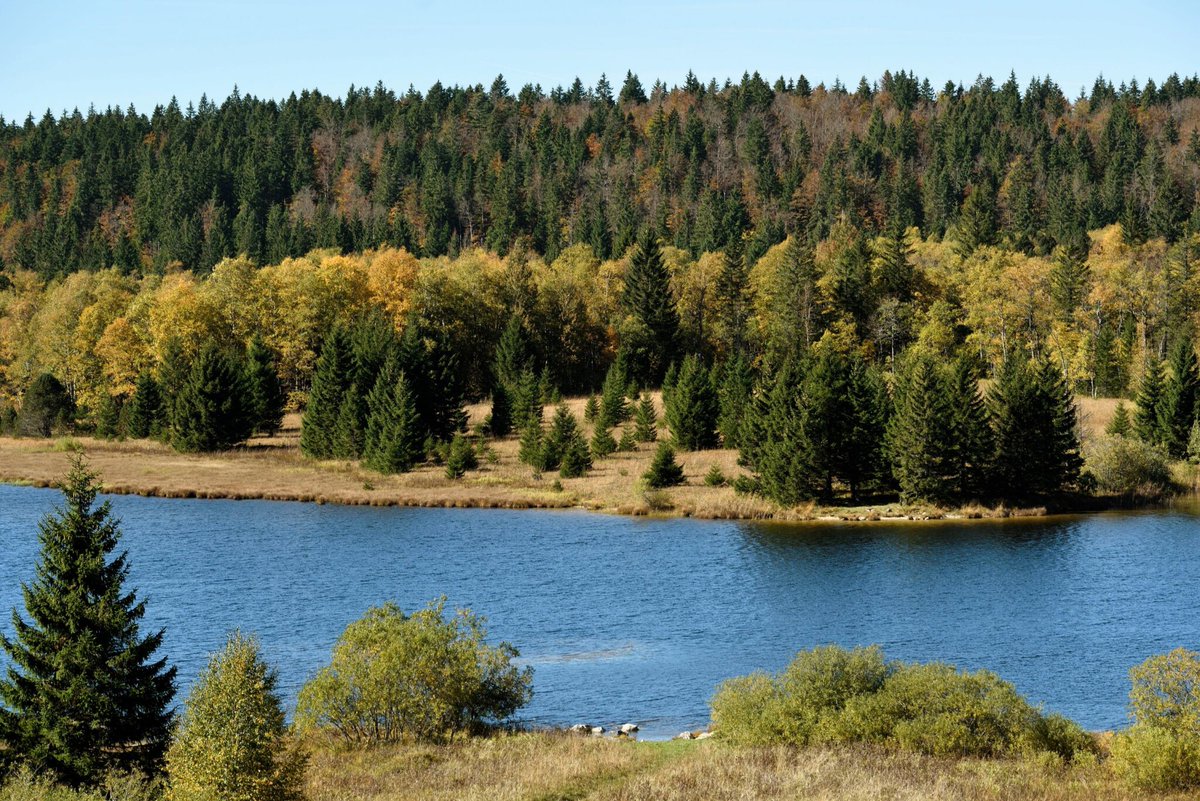 Une forêt à vendre pour près de deux millions d’euros dans le Doubs
➡️ l.leparisien.fr/fw1E