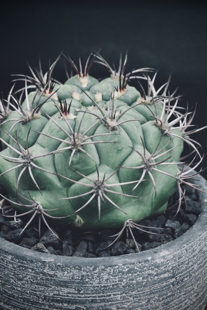 ★専用★カクタス様 カクタス