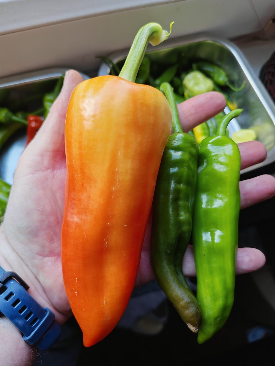Foodyman 🌶️ tweet media