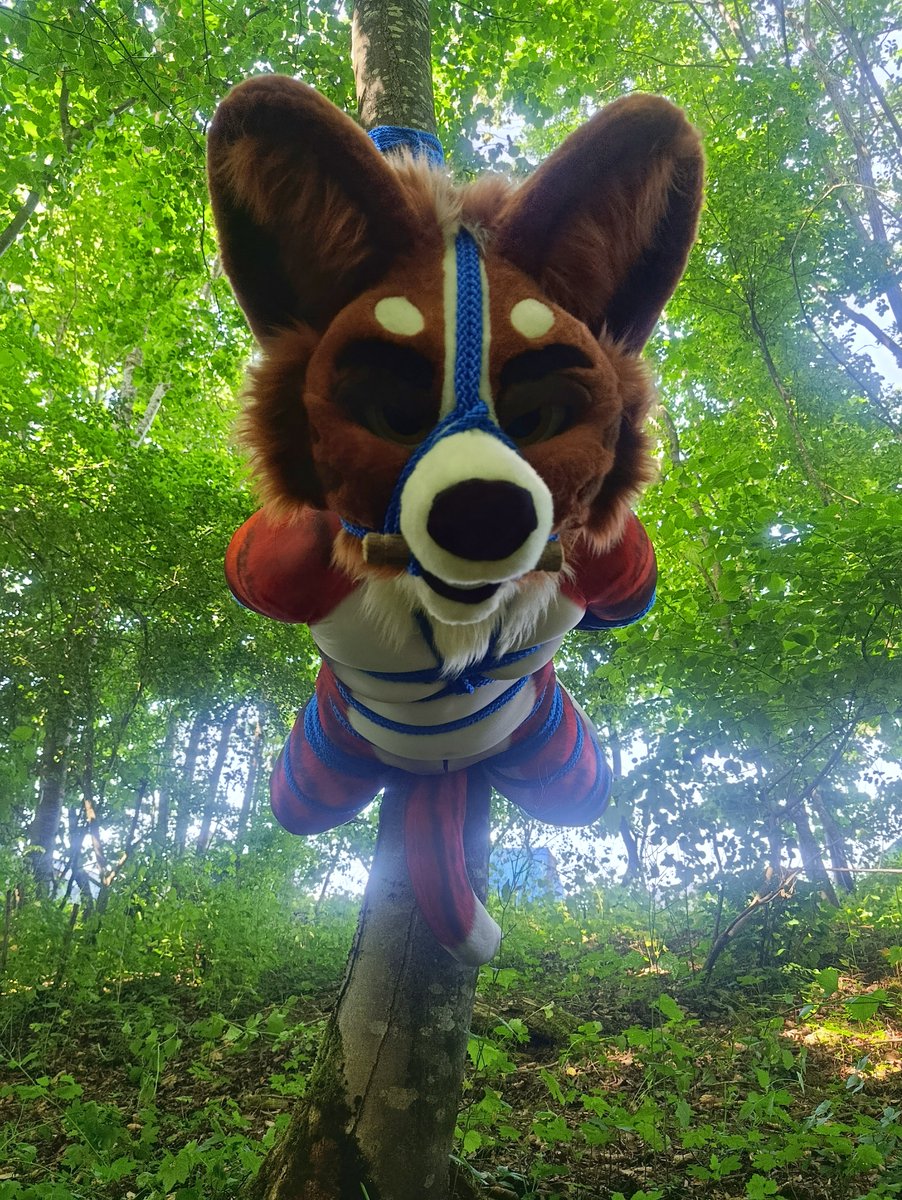 So lets start this grand Tour ... with a Con!
CastleCon in germany was the first stop, and there i stumbled over a Corgi! 

We already seen him before. 
Fursuit: <a href="/RubberCorg/">RubberCorg</a>