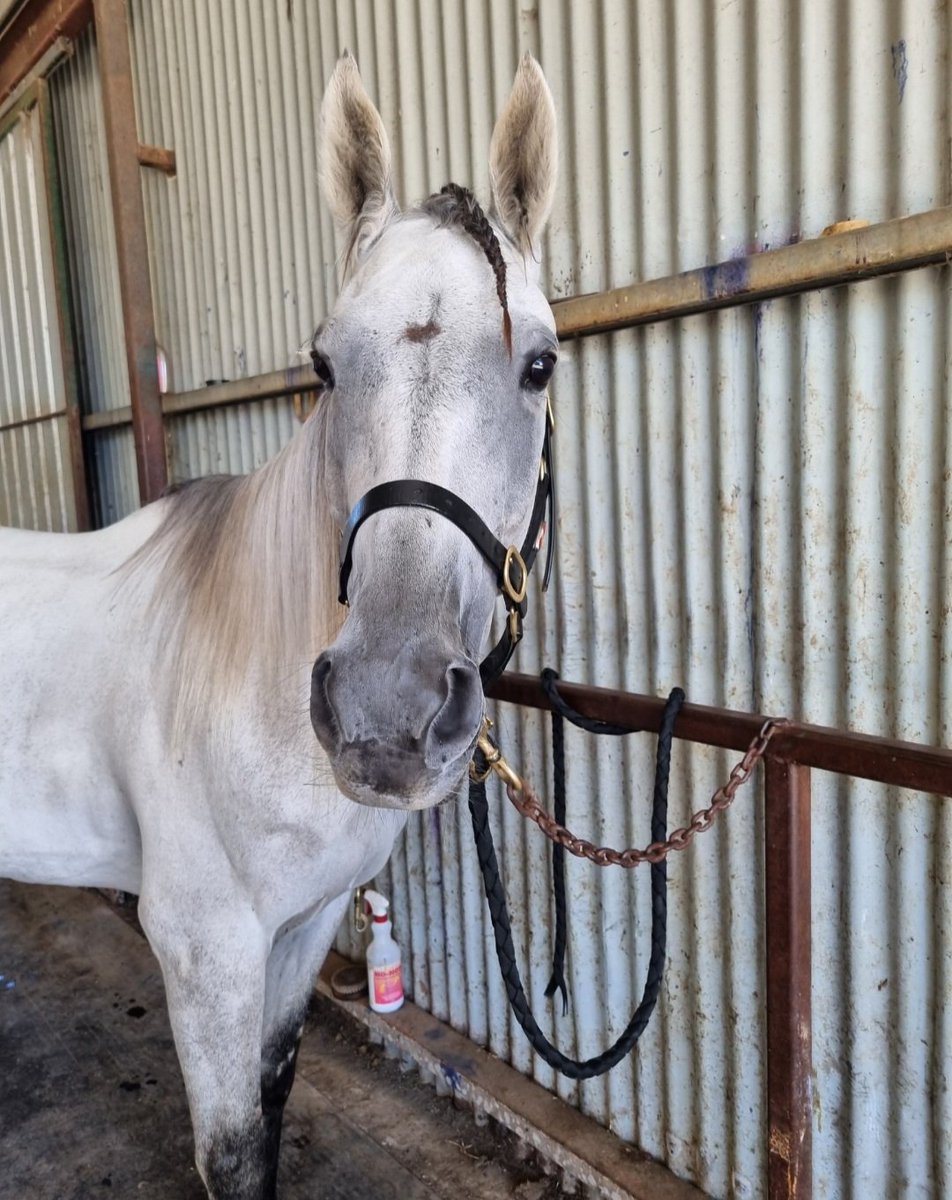 Greg Norman tweet media