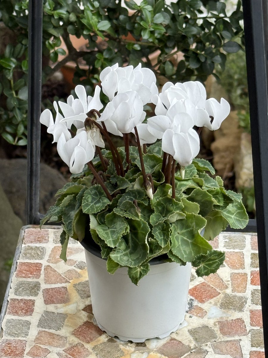 SHOTA900724'S GALLERY on X