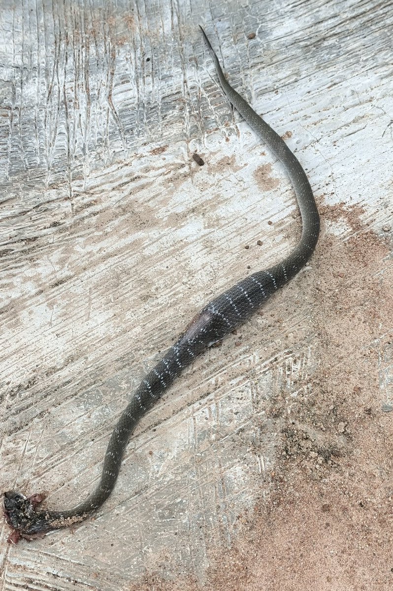 ofuns15's tweet photo. @arojinle1 @arojinle1 
What type of snake is this. Killed it yesterday https://t.co/UtVyp5mVUB
