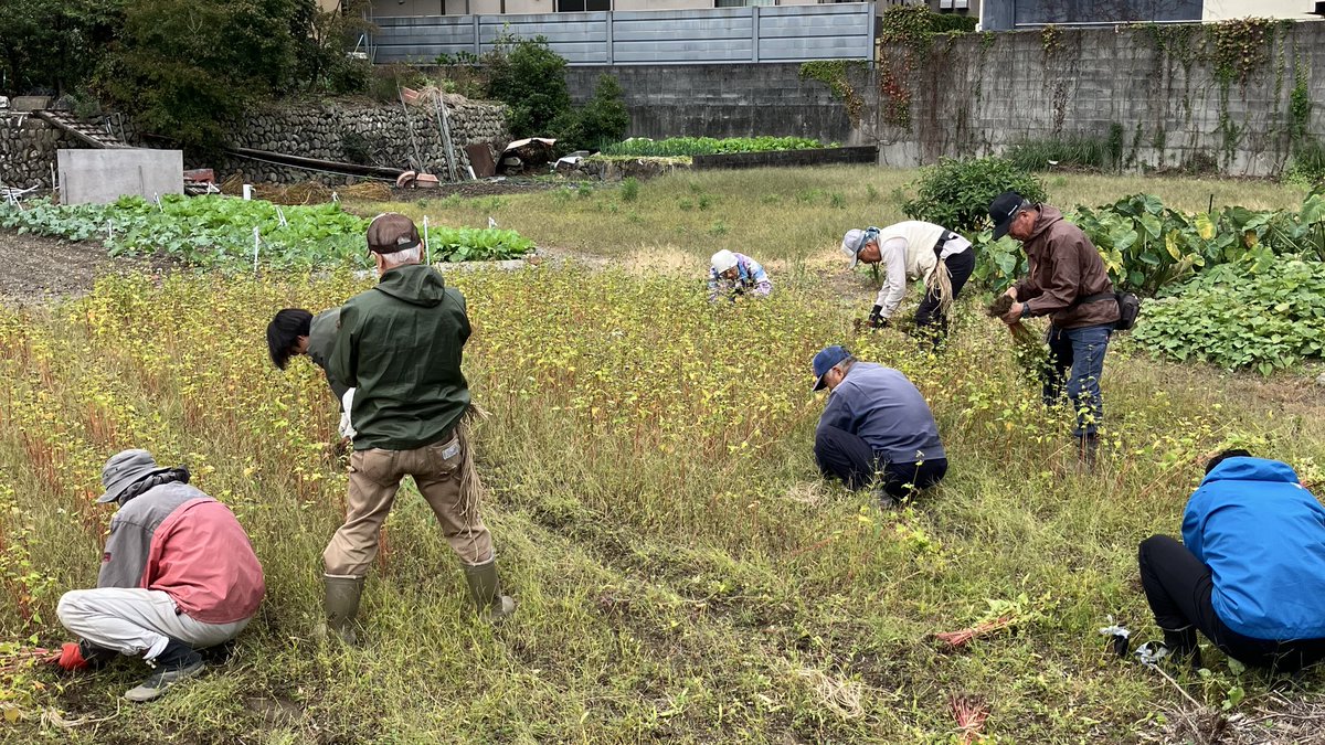 ueharazemi's tweet photo. こんにちは！丸子邑チームです。
本日は、8月に種を蒔いた蕎麦の収穫作業を行いました🌿
2面の畑で、収穫した蕎麦を束ねて結び、干すところまで作業しました。
長時間の作業でしたが、温かい雰囲気の中で、最後まで楽しく取り組むことができました！改めて農作業の楽しさを実感する機会になりました😍 https://t.co/FwXxJKtIOQ