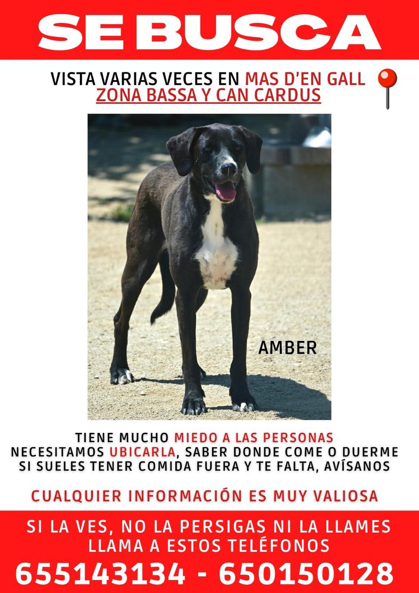 areagossosbdn's tweet photo. 🆘🆘¡¡ATENCIÓN!!🆘🆘
ANBER sigue perdida en #Esparraguera #Barcelona
Se ha visto varias veces por Mas d'en Gall y zona de Bassa de Can Cardús.
Es muy miedosa, no intentar coger, sólo localizar y contactar:
📞655143134 - 650150128
Máxima difusión.
#XarxaBarcelonaPerduts
#FemXarxa https://t.co/pW5iACMA93