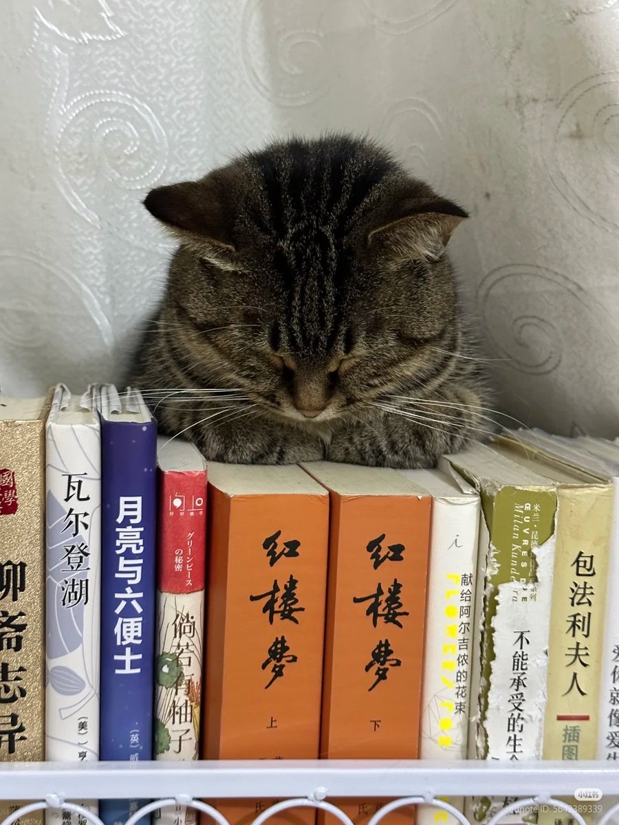 nocontextscats's tweet image. meditation