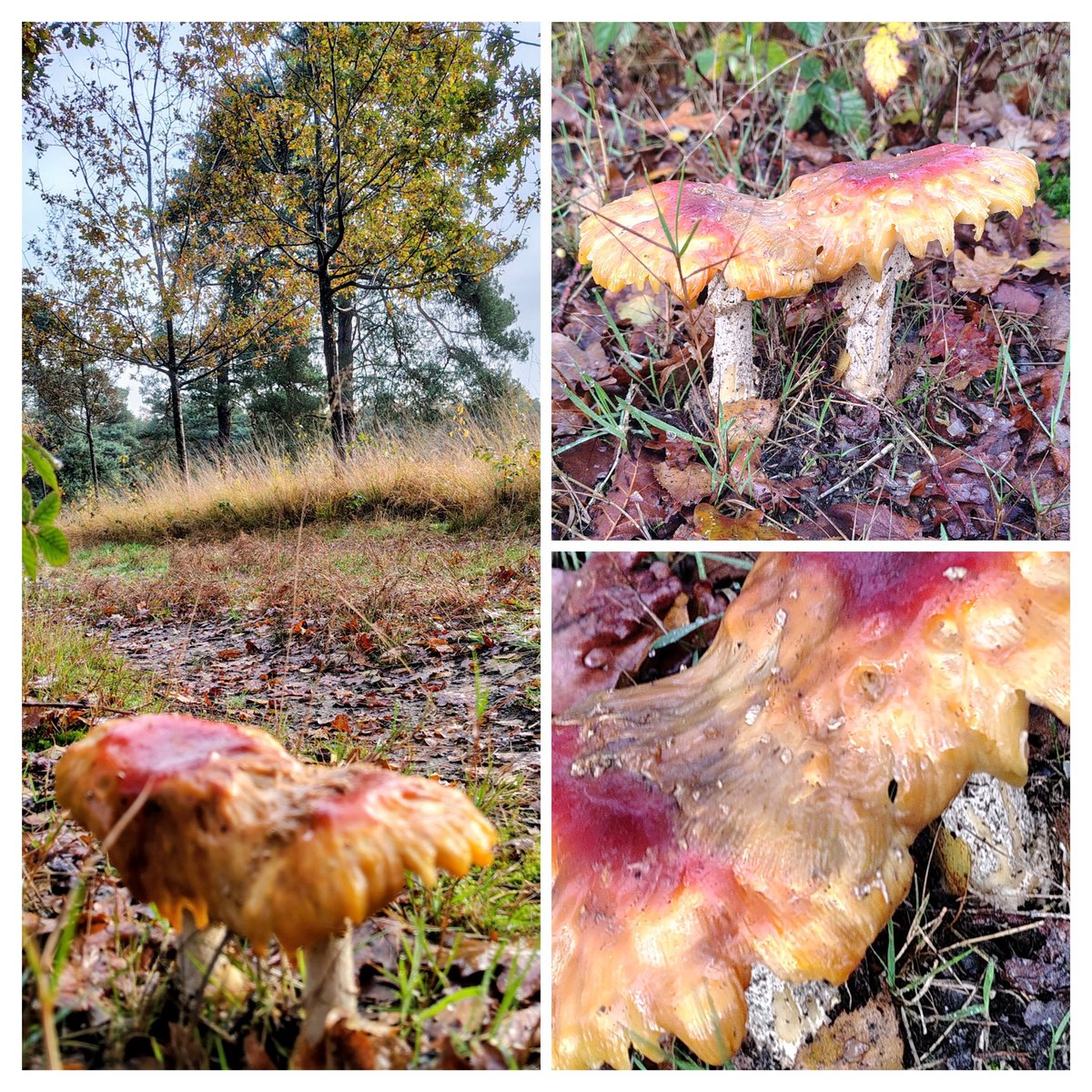 JSJohanPeters's tweet image. Geschakelde (kabouter)woning.🍄 #Paddenstoel #Paddenstoelen